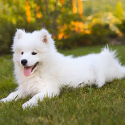 cute dog #5