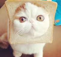 Kitster