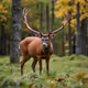 Mighty Deers