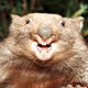 Wombacik
