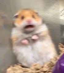 Scared Hamster