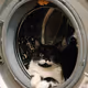 Cat Look