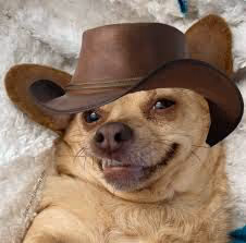sodog