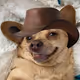 sodog