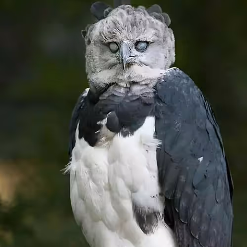 ullu