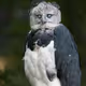 ullu