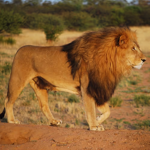 Lion