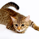 Cat Soneium