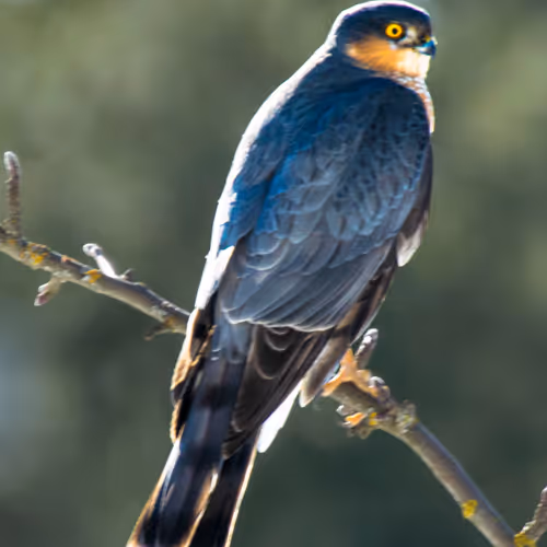 ApniBirds