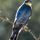 ApniBirds
