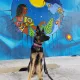 MarleyGSD2.0