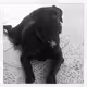 Simba dog