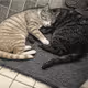 yin yang cat