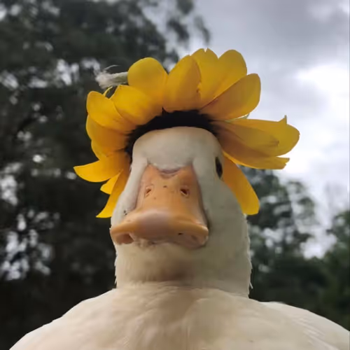 Funny Duck