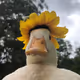 Funny Duck