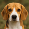 the nice doggy
