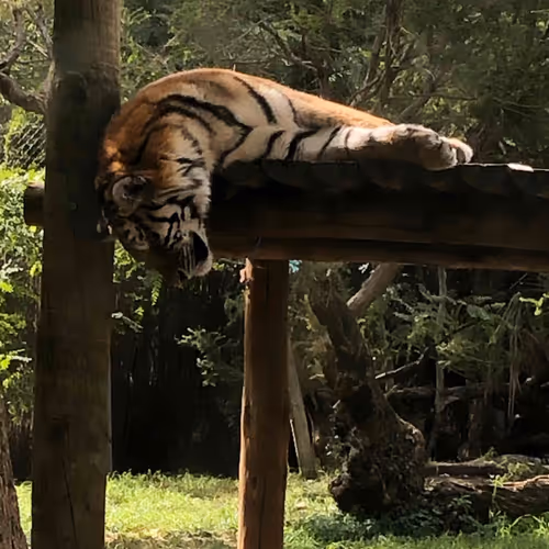 tiger