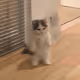 michi