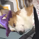 MagicalKiki
