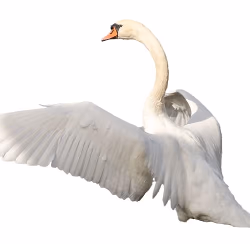 Swan