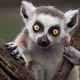 Lyamur