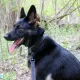 MarleyTheGSD
