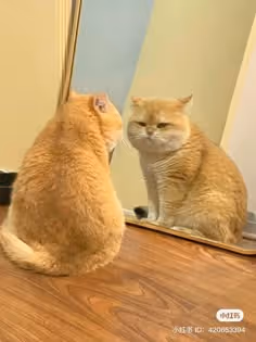 Cute Soneium Cat