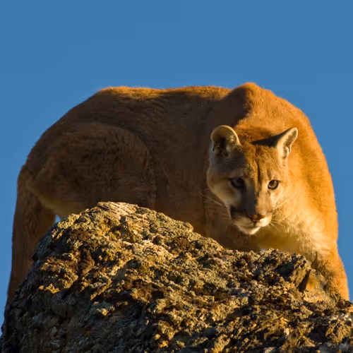 Cougar