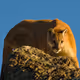 Cougar