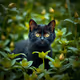 Black Cats