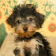 dorkie