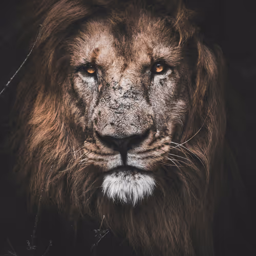 lion