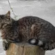 caty