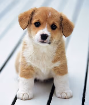 Pups