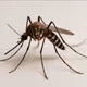 MR.MOSQUITO