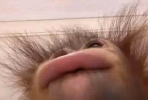 KissKong