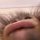 KissKong