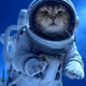 Space kitty