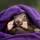 Wombat