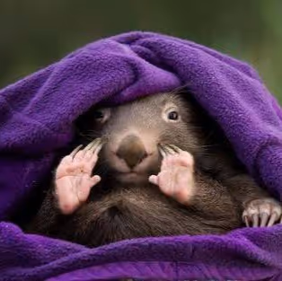 Wombat