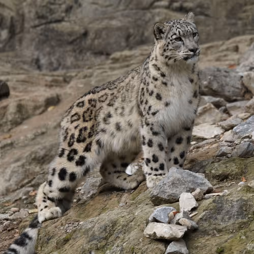 Snow-leopard