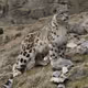 Snow-leopard