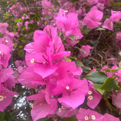 Summer flowers