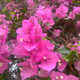 Summer flowers