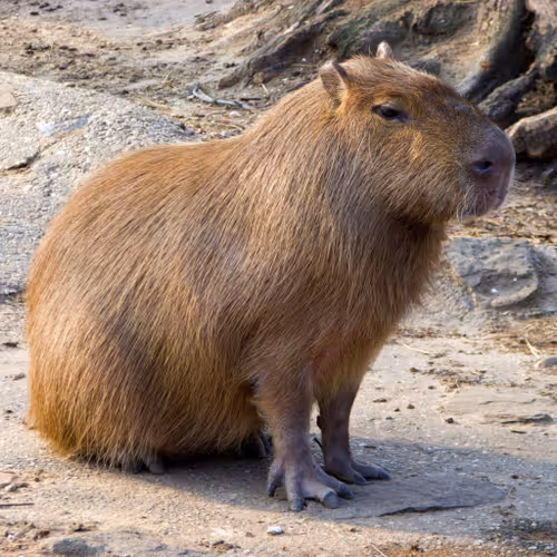 Capy