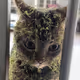 KUCING RUMPUT