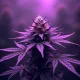 Purple Haze on Soneium