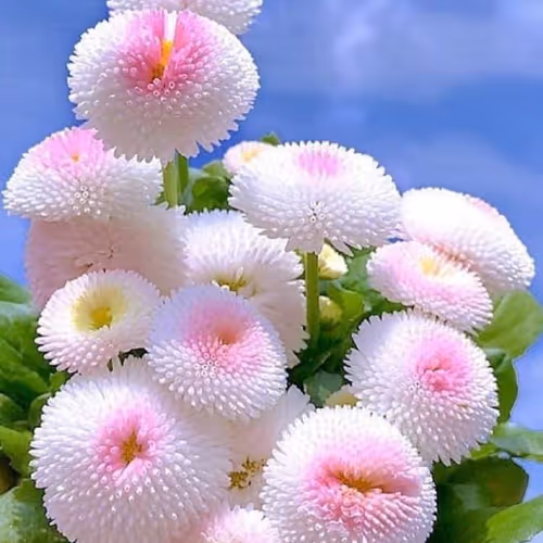 0xed5e037420c1b8fe1de0413ba655e621db1e8229