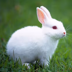 rabbit