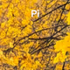 Yellow army